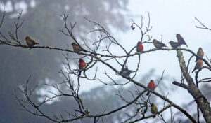 A group of red winged crossbills sit among the branches